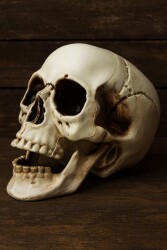 Beysüs Cadılar Bayramı Halloween Dekoratif Kurukafa - 3