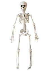 Beysüs Cadılar Bayramı Halloween İskelet Şekil Alabilen 40 cm - Beysüs