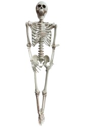 Beysüs Halloween İskelet Büyük Şekil Alabilen 170 cm - 5