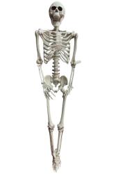Beysüs Halloween İskelet Büyük Şekil Alabilen 170 cm - Beysüs